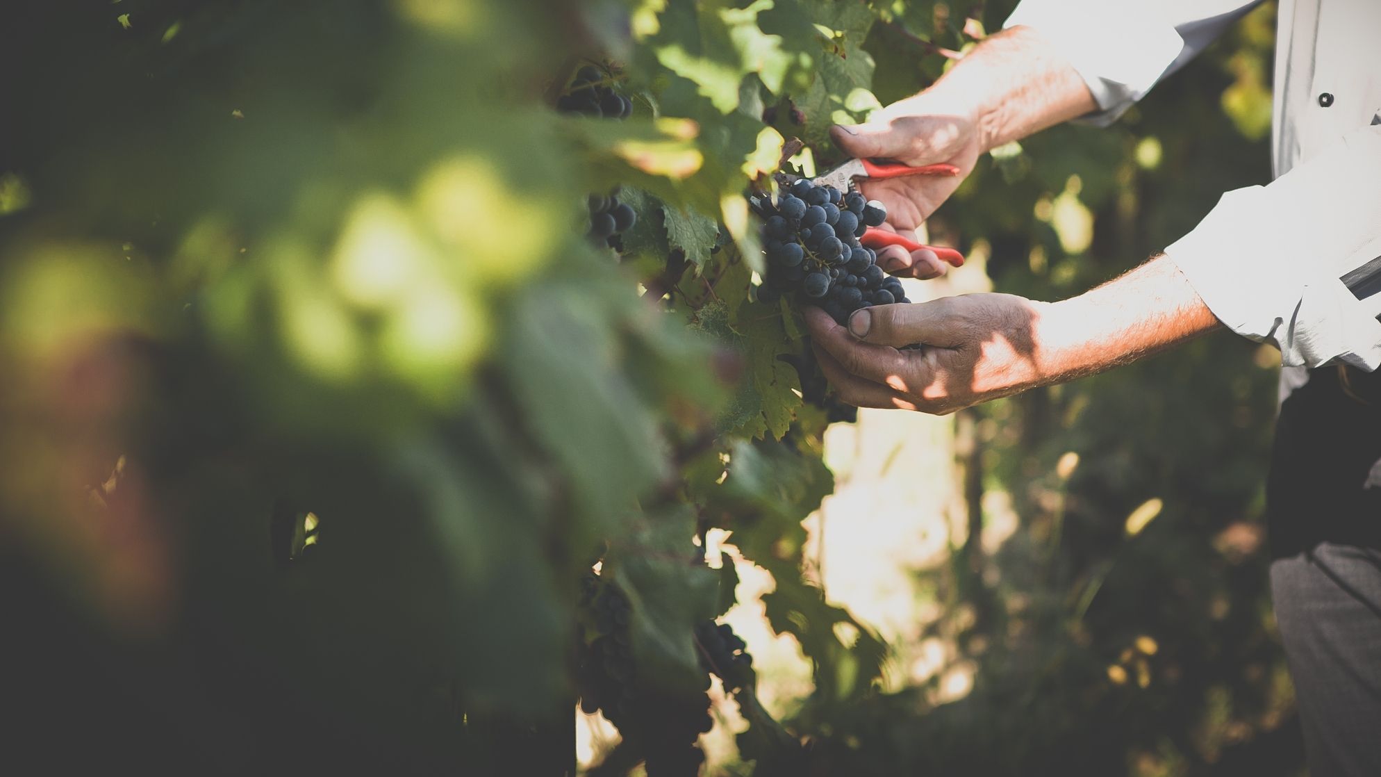 Canoso wine tasting